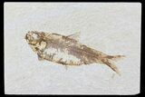 Knightia Fossil Fish - Wyoming #74119-1